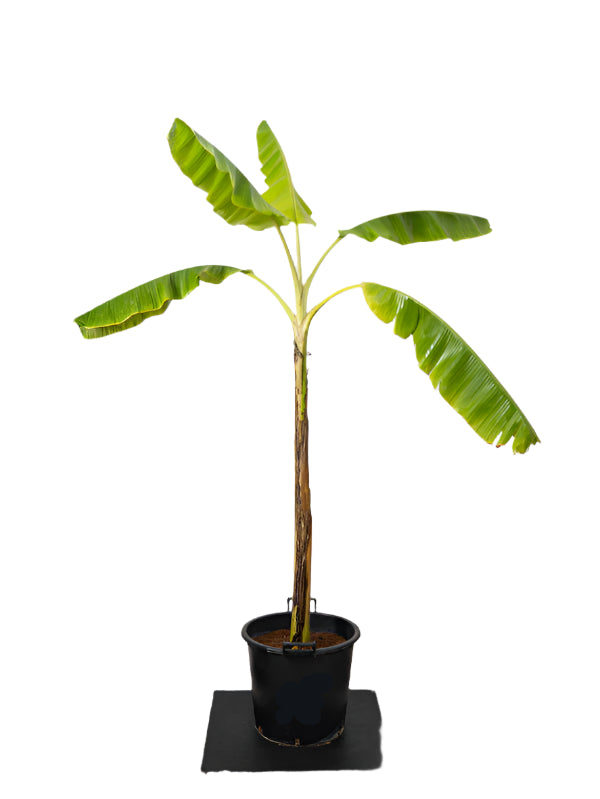Banana Plant (Musa Paradisiaca)