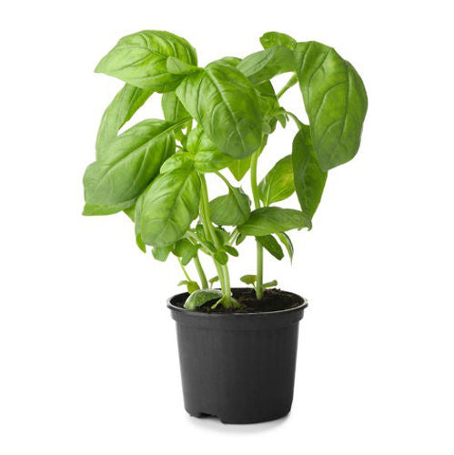 Basil / Ocimum basilicum
