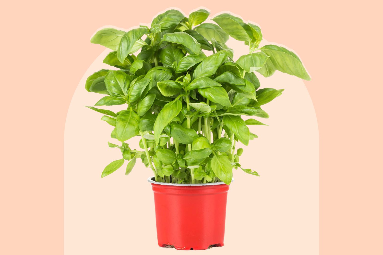Basil / Ocimum basilicum