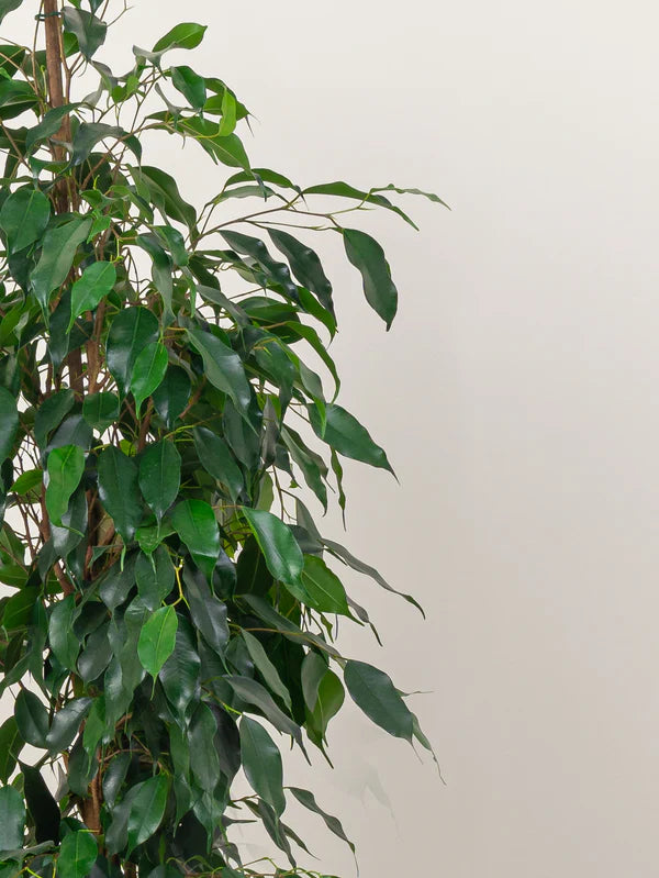Ficus Benjamina / Weeping Fig
