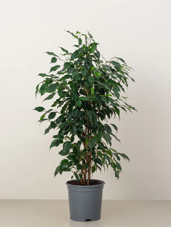 Ficus Benjamina / Weeping Fig