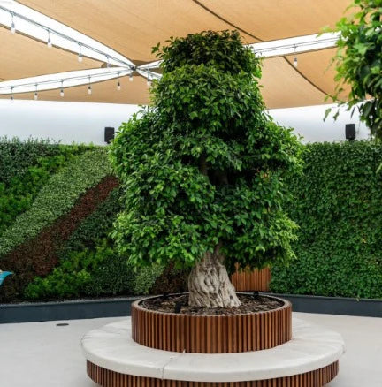 Tree Ficus Retusa Bonsai (Without Planter) 4.5 - 5.0m