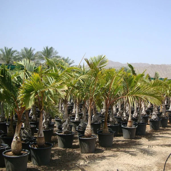 Bottle Palm