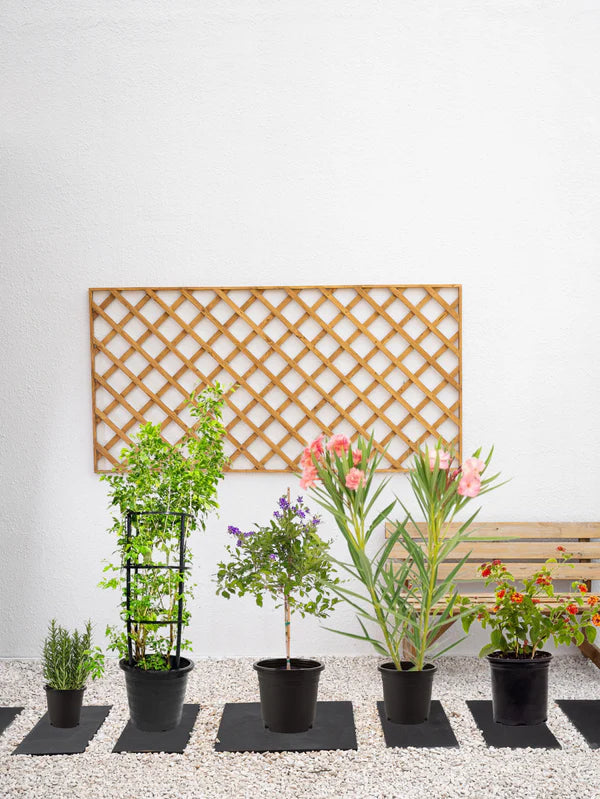 Mediterranean Plant Bundle (Oleander | Lantana | Rosemary | Sky Flower | Thai Jasmine)