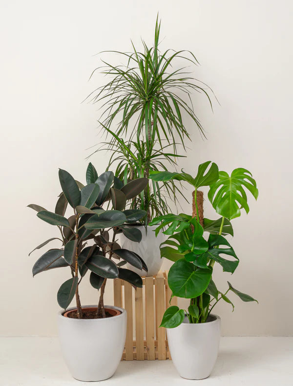 Urban Jungle (Monstera Deliciosa | Ficus Elastica | Dracaena Marginata)