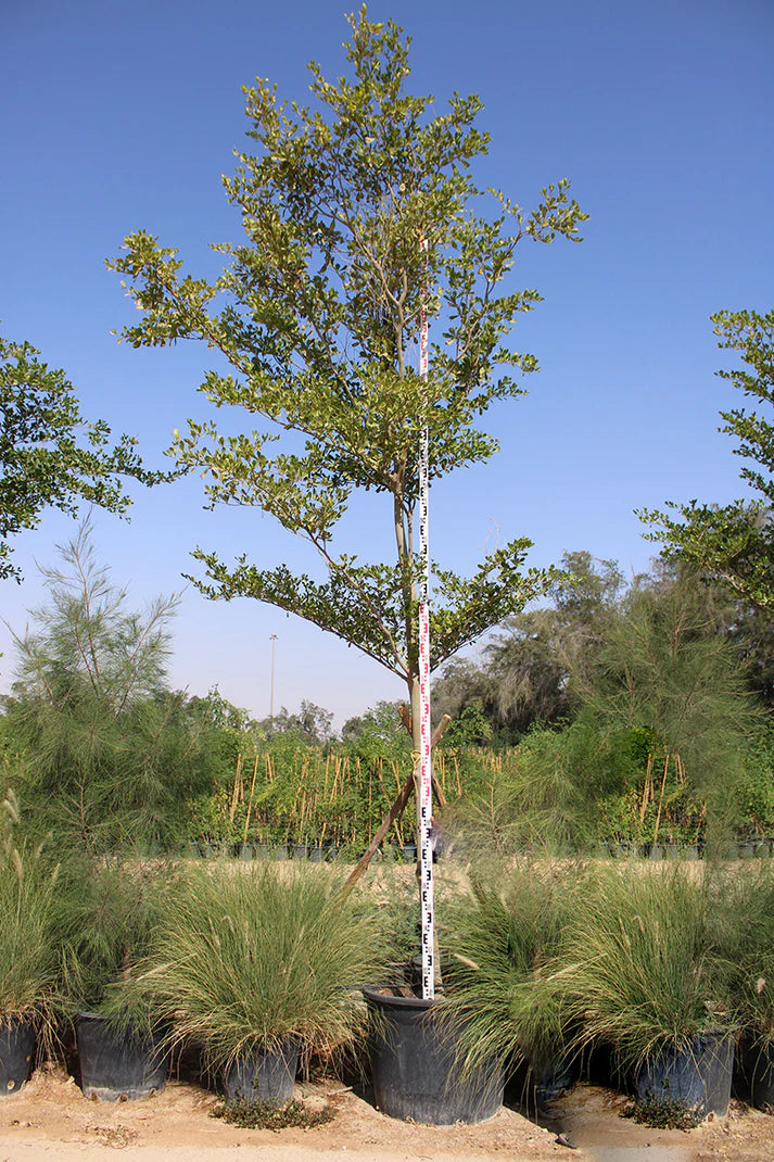 Bucida Buceras (Black olive | Shady lady)