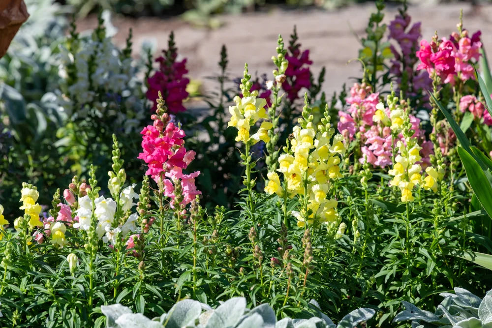 Antirrhinum