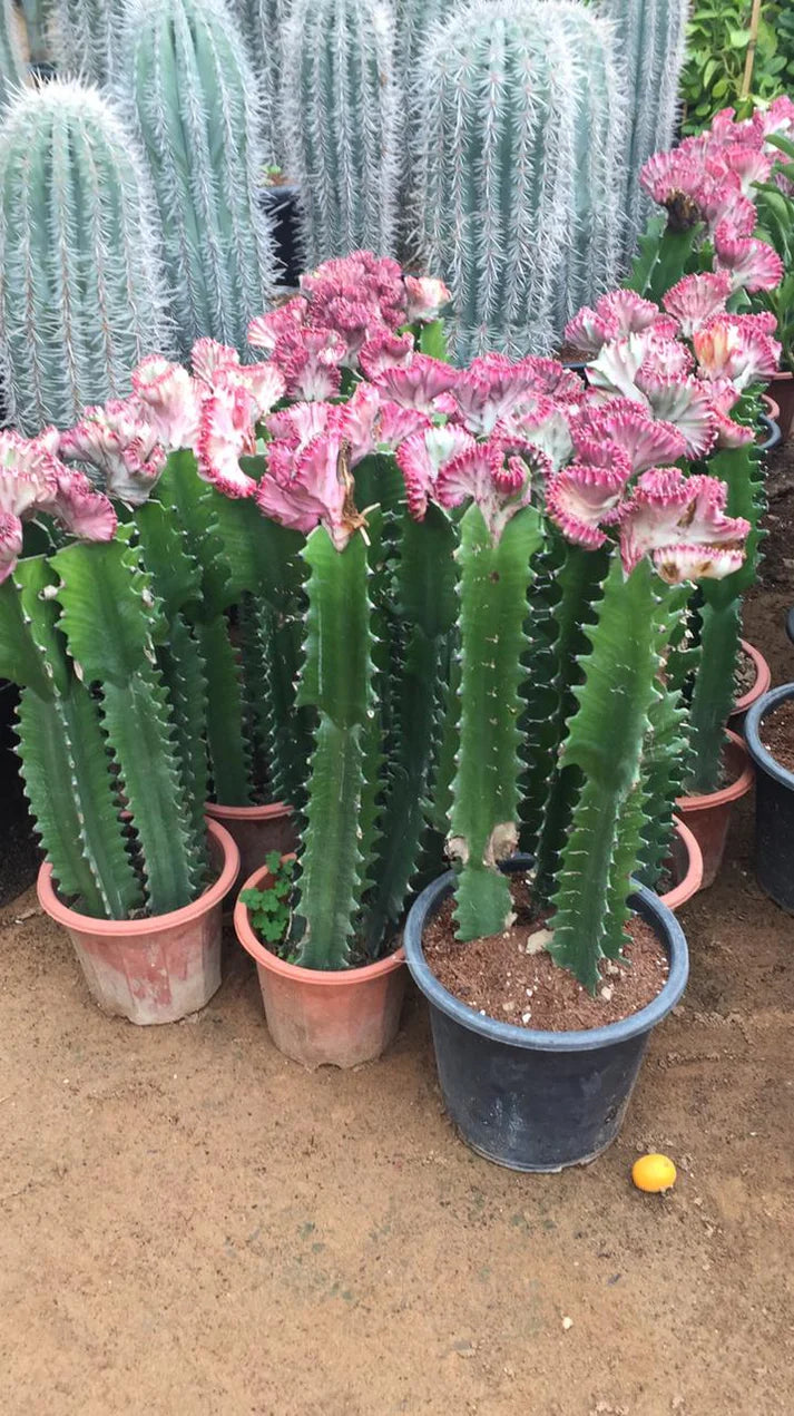 Euphorbia Cactus/Euphorbia eritrea