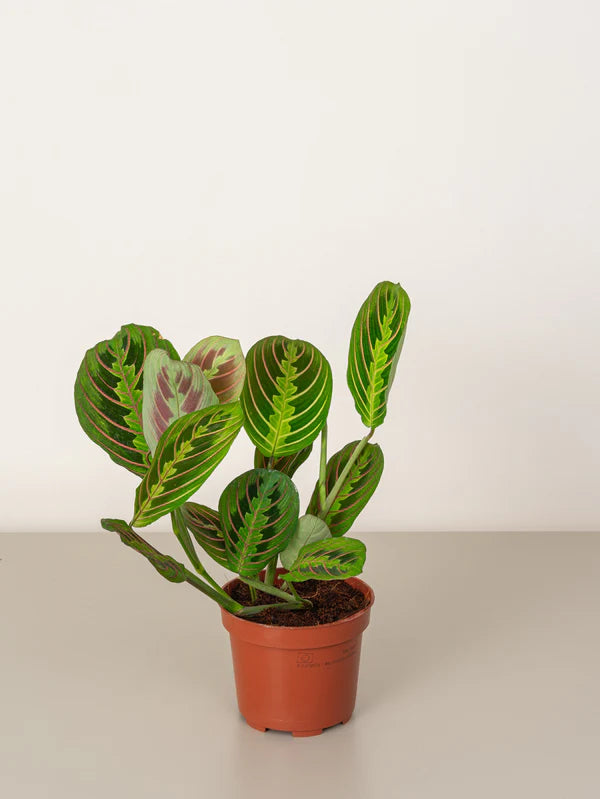 Prayer plant/Calathea Maranta / /Maranta leuconeura