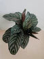 Calathea ornata / calathea