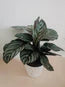 Calathea ornata / calathea