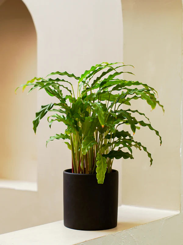 Calathea Bluegrass (Calathea rufibarba &