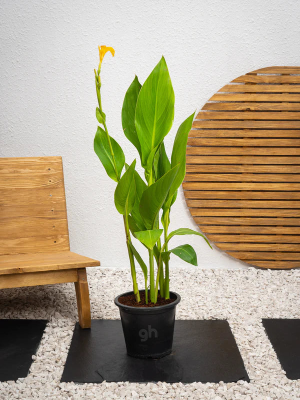 Canna Lily Green and Red / Canna spp.