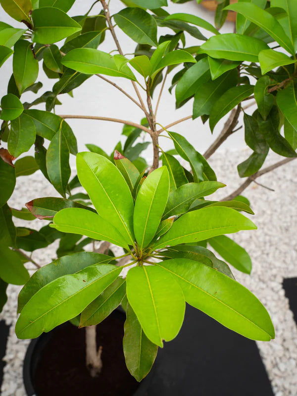 Chickoo Tree (Manilkara zapota)