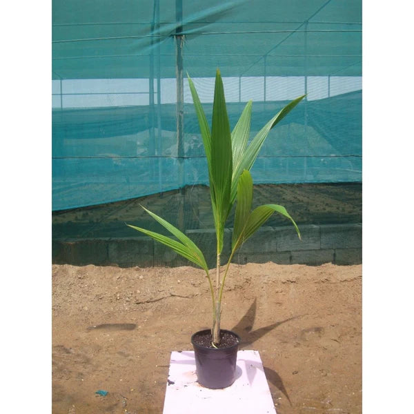 Coconut Palm (Cocos Nucifera)