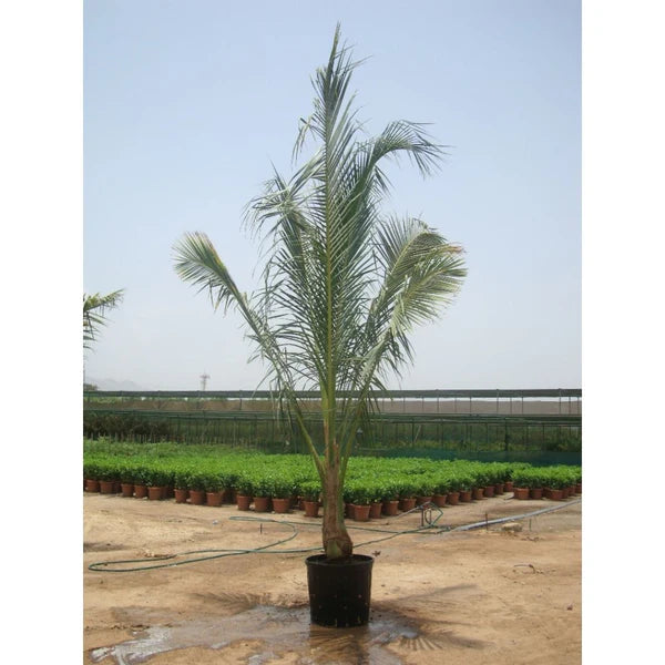 Coconut Palm (Cocos Nucifera)