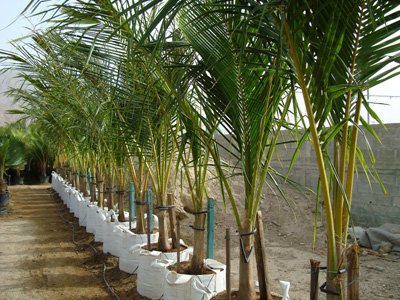 Coconut Palm (Cocos Nucifera)