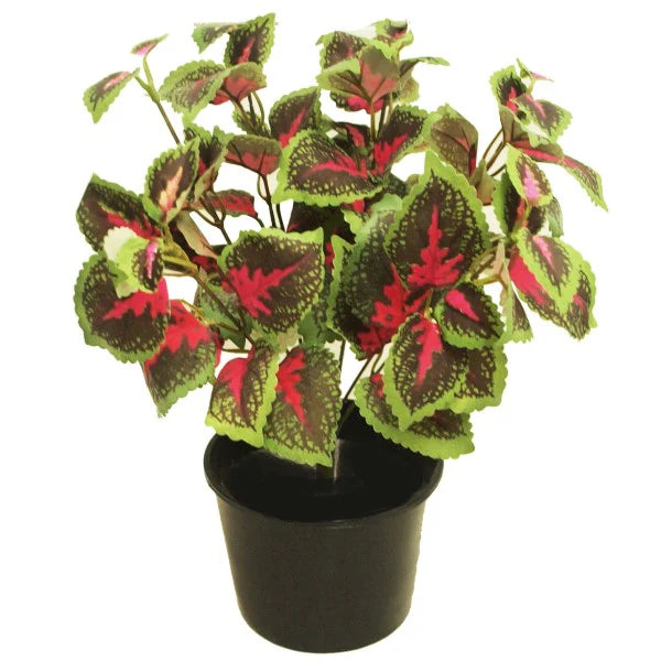 Coleus/Coleus scutellarioides
