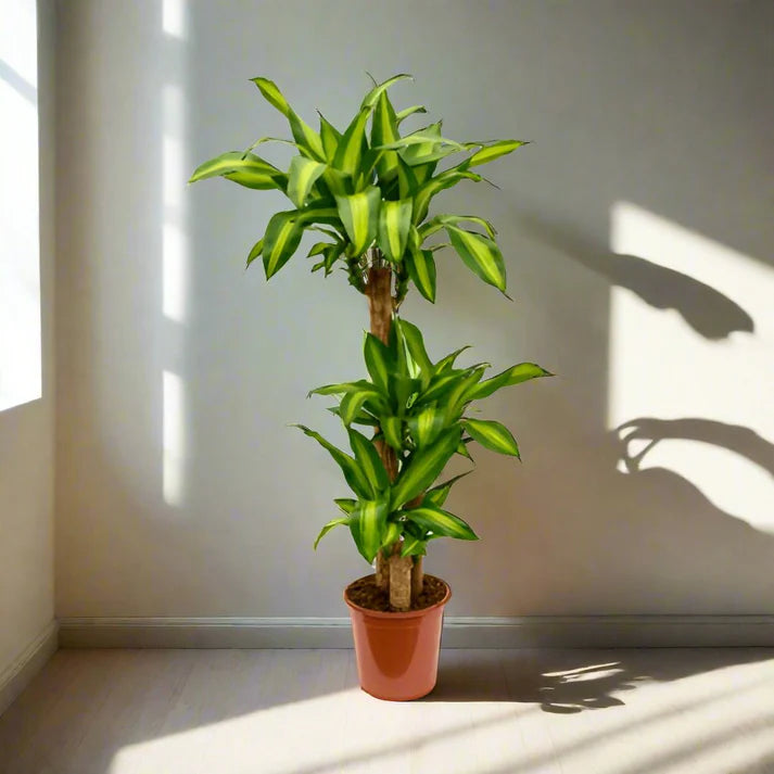 Dracaena Massangeana / Corn Plant