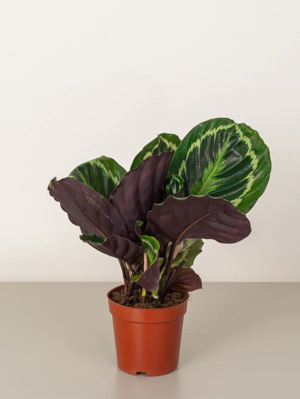 Calathea Roseopicta