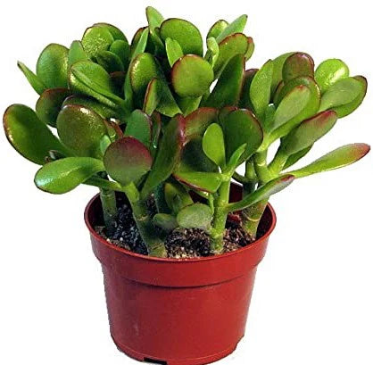 Crassula Ovata / Money Tree / Dollar Plant / Jade Plant / Jade