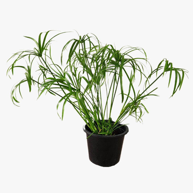Cyperus Plant
