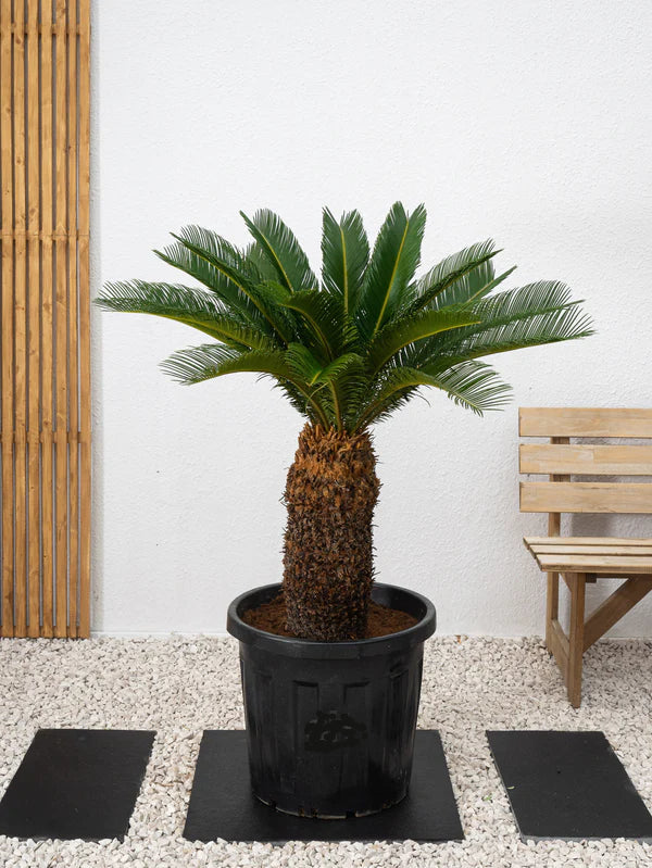 Cycus (Cycas revoluta) Sogo palm