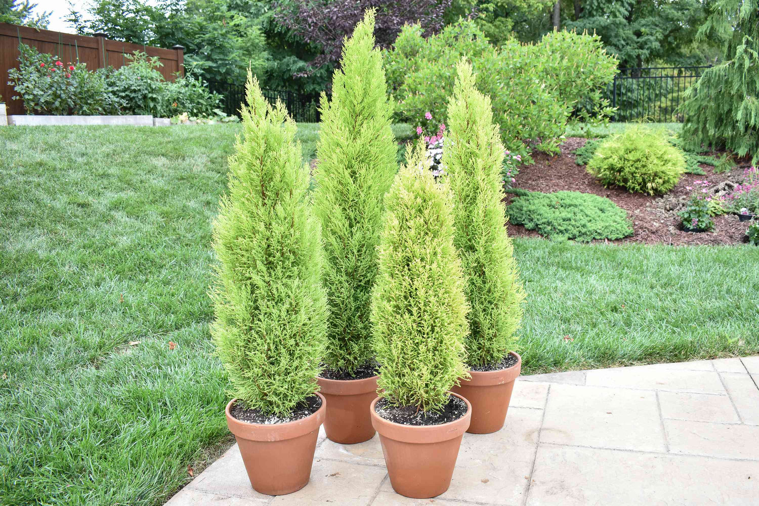 Cypress / Cupressus