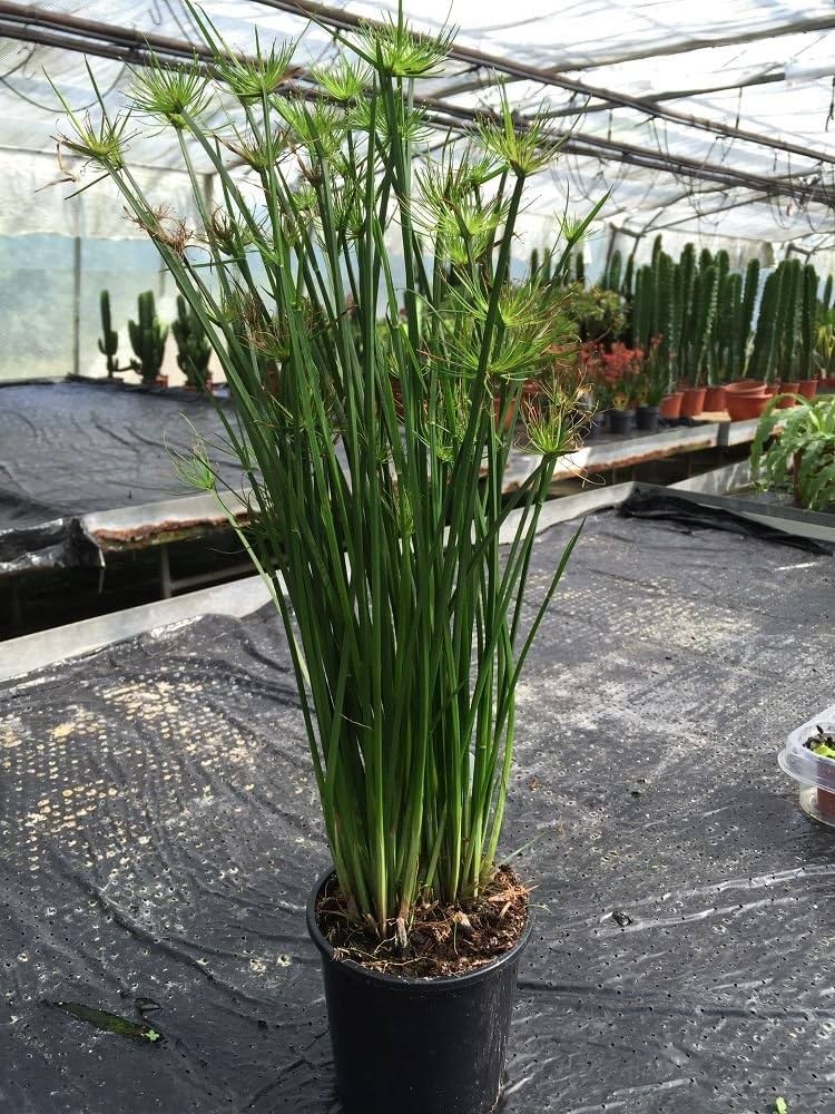 Cyperus Plant
