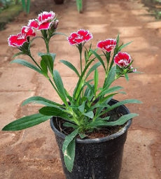Dianthus