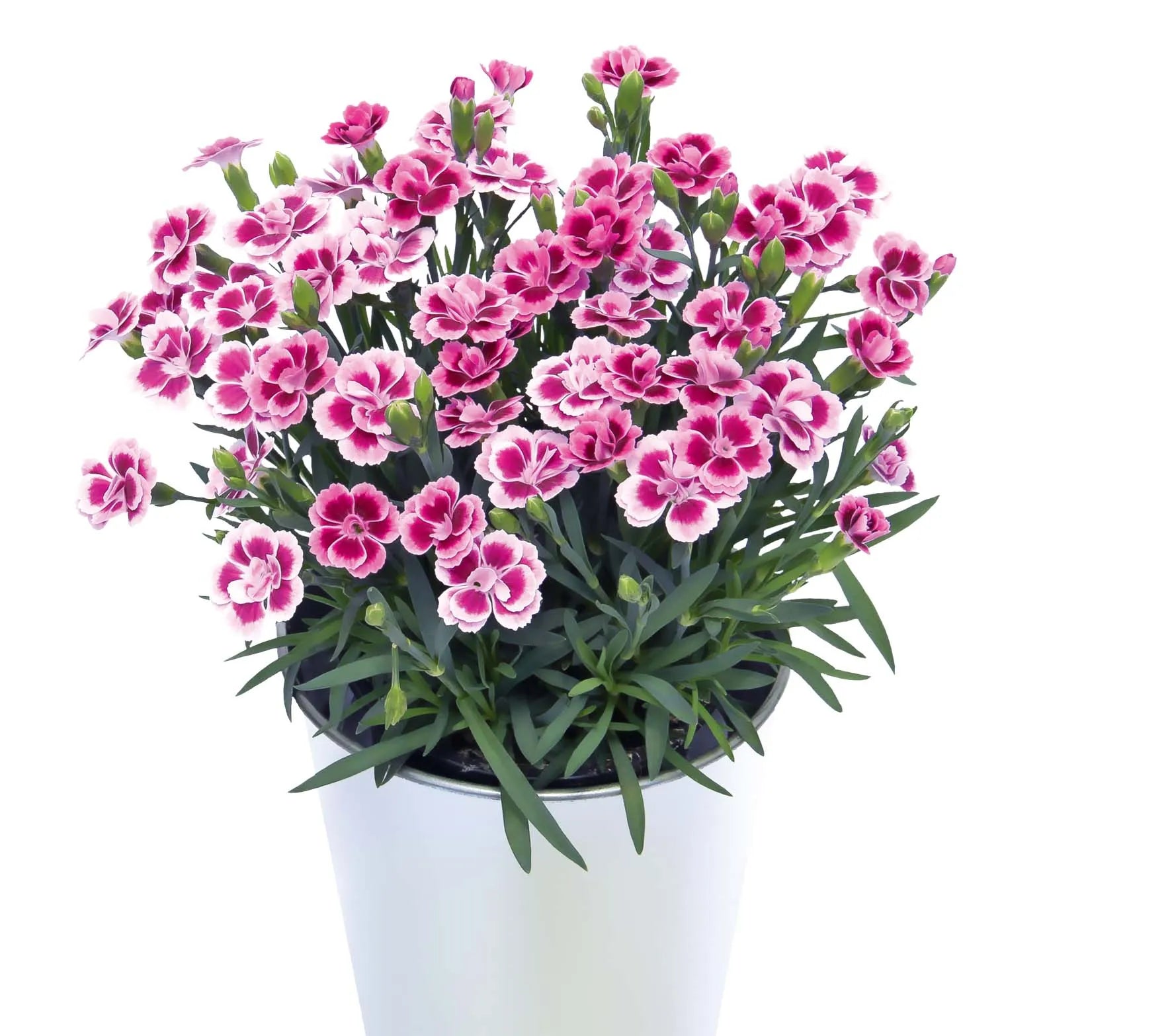 Dianthus