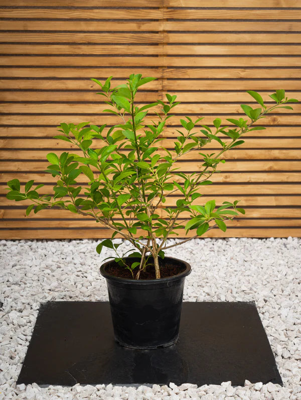 Dumdum (Clerodendrum Inerme)