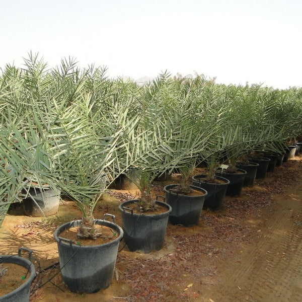 Date Palm (Phoenix Dactylifera)