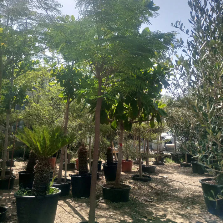 Delonix Regia tree