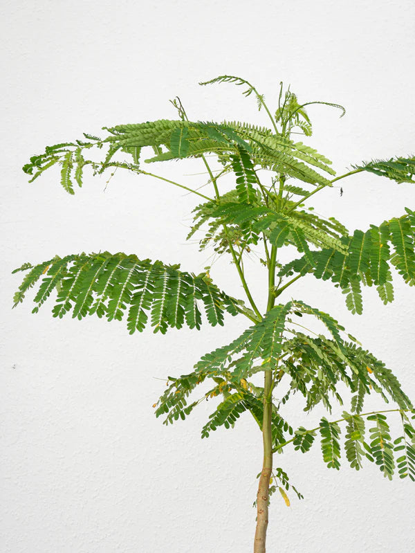 Delonix Tree /Flame Tree (Delonix Regia)