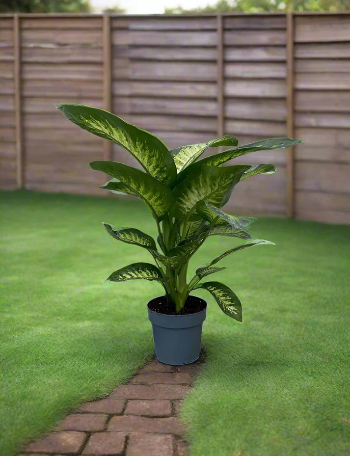 Dieffenbachia Seguine / Maroba / Dumb Cane
