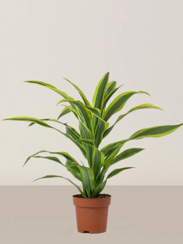 Dracaena Lemon Lime