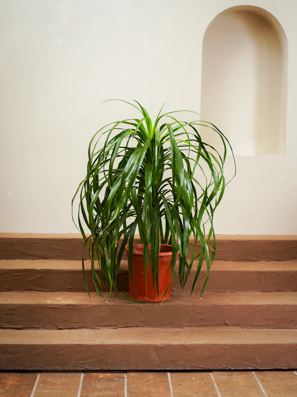 Dracaena Draco (Dracaena Draco)