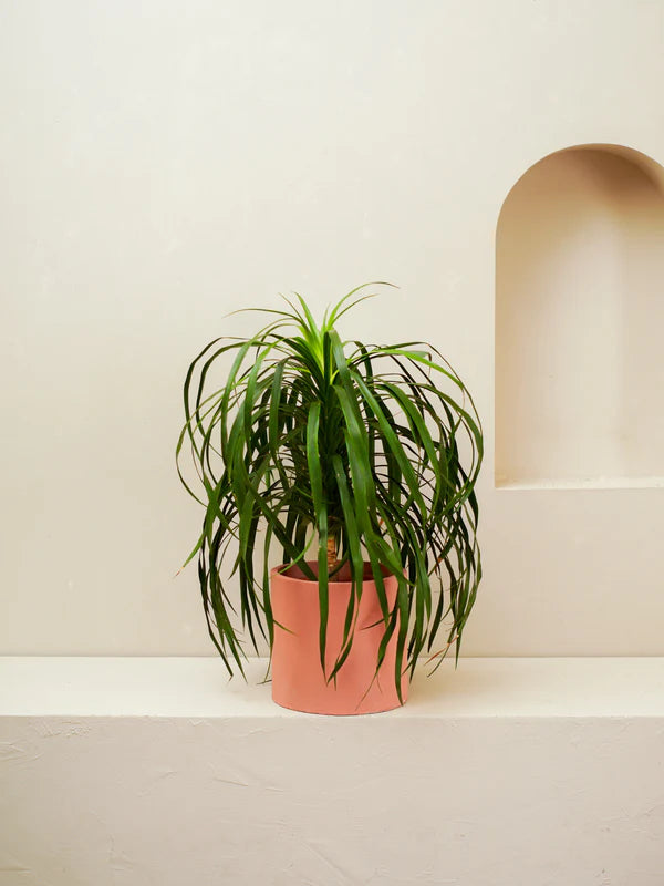 Dracaena Draco (Dracaena Draco)