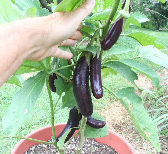 Egg Plant / Solanum melongena
