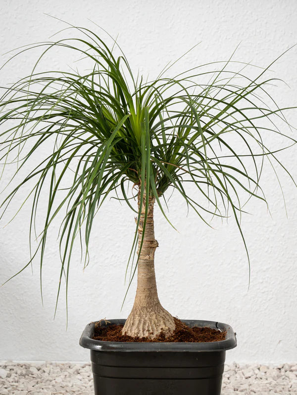 Elephant Foot Tree (Beaucarnea Recurvata)