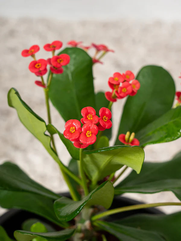 Crown Of Thorns (Euphorbia Milii)