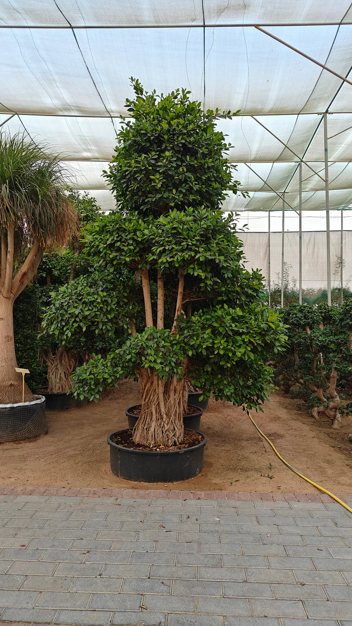 Tree Ficus Retusa Nitida (Indian Laurel)