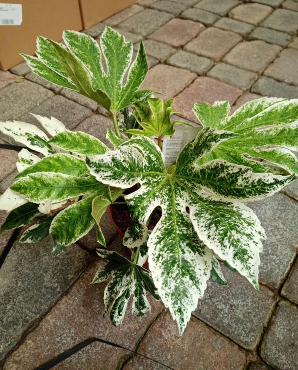 Fatsia Japonica Variegated / Japanese Aralia