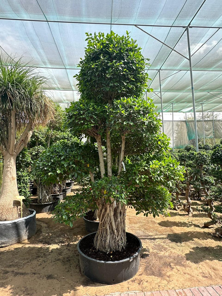 Tree Ficus Retusa Nitida (Indian Laurel)