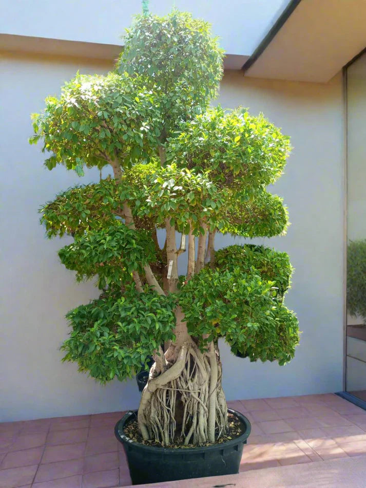 Tree Ficus Retusa Nitida (Indian Laurel)