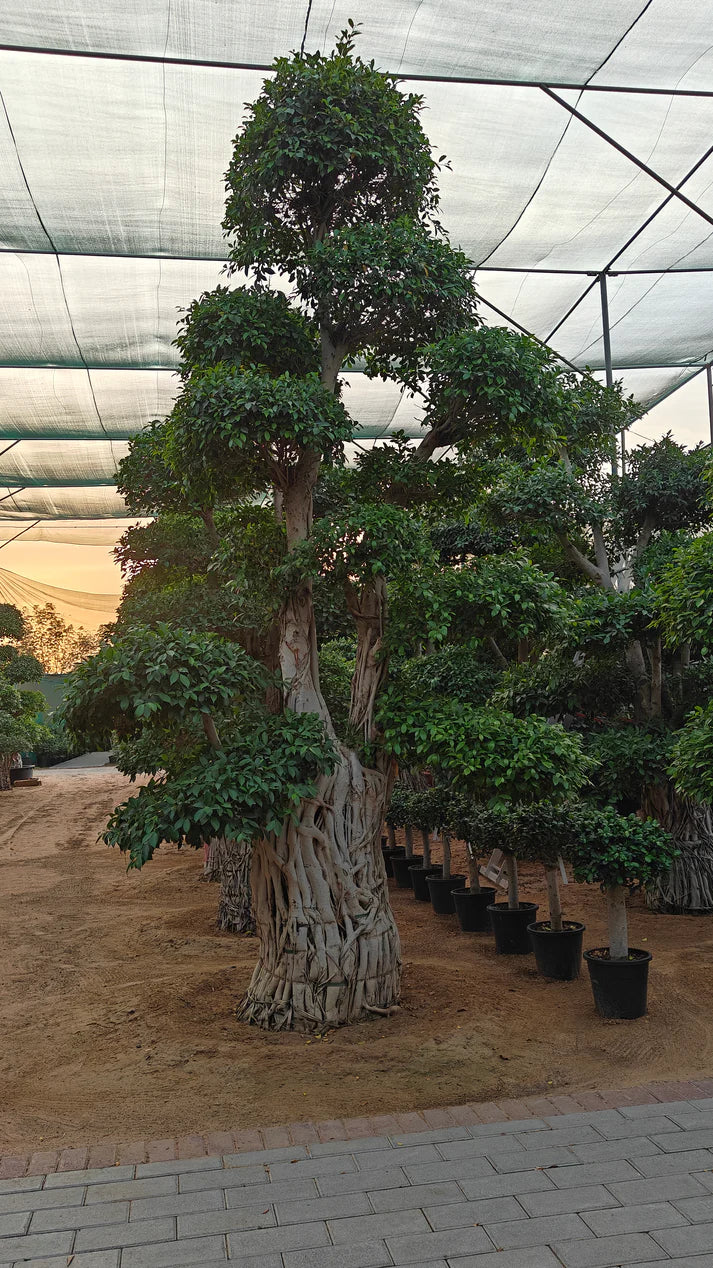 Tree Ficus Retusa Nitida (Indian Laurel)