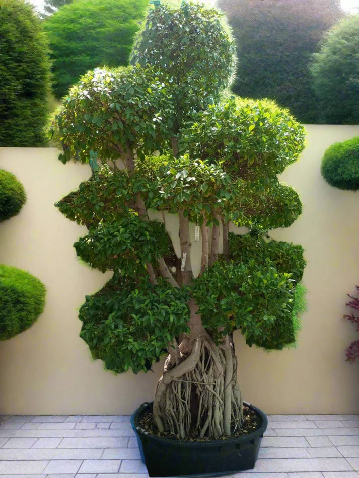 Tree Ficus Retusa Nitida (Indian Laurel)