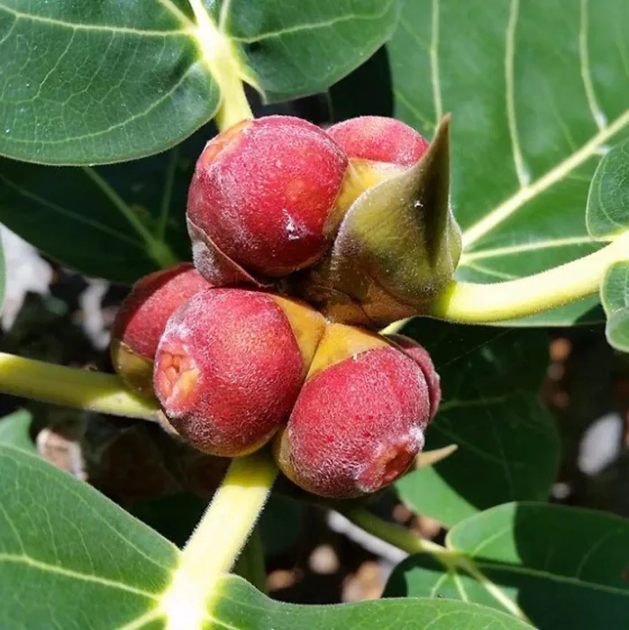 Banyan Tree (Ficus Benghalensis)