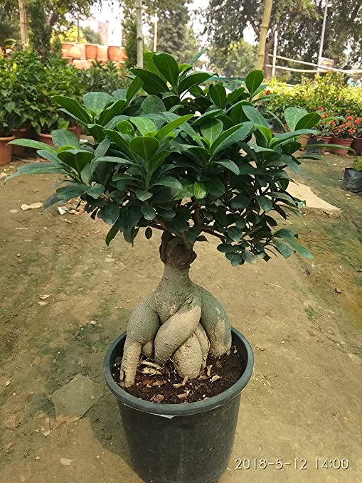 Ficus Ginseng Bonsai(Fig tree)